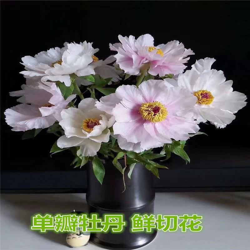 芍药鲜切花切花芍药芍药鲜花芍药切花基地