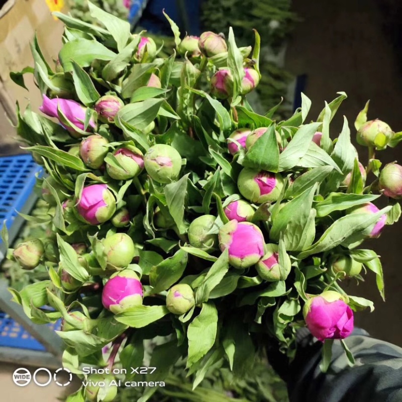 芍药鲜切花切花芍药芍药鲜花芍药切花基地
