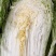 黄芯白菜，加工厂白菜，泡菜厂白菜，半黄芯，大颗菜净菜