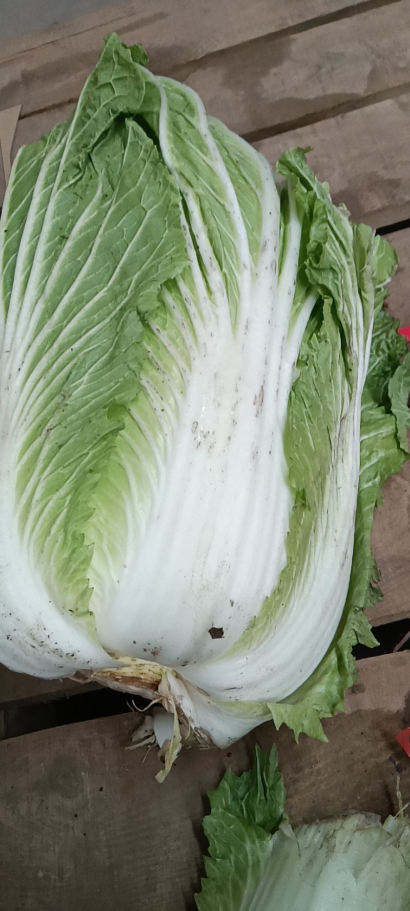 黄芯白菜，加工厂白菜，泡菜厂白菜，半黄芯，大颗菜净菜