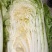 黄芯白菜，加工厂白菜，泡菜厂白菜，半黄芯，大颗菜净菜