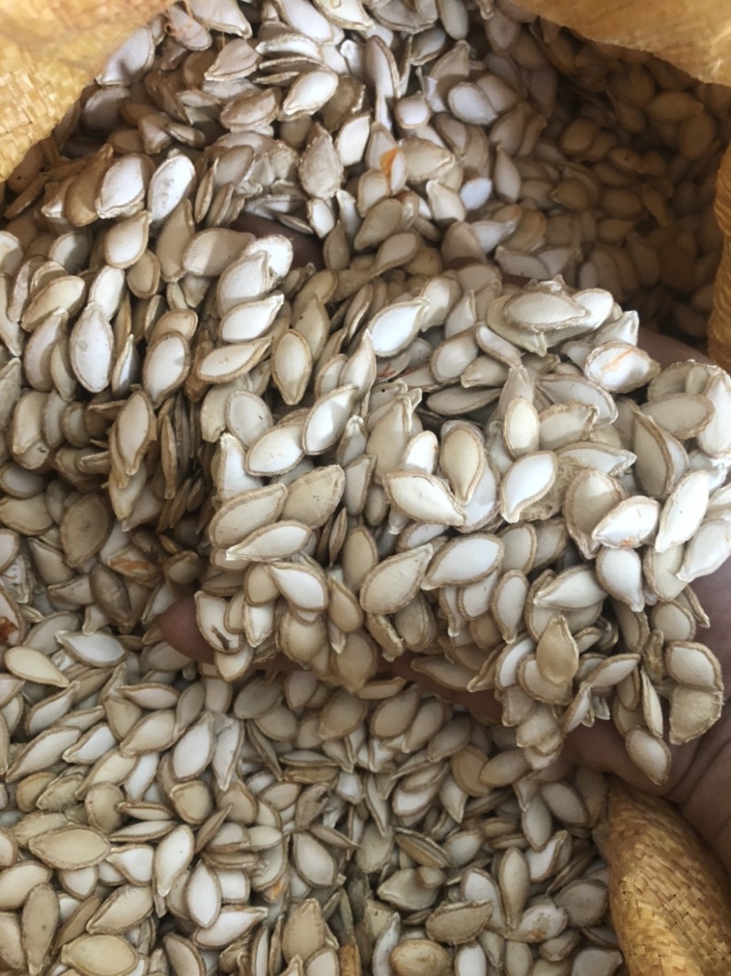 云南优质南瓜子大量批发零售