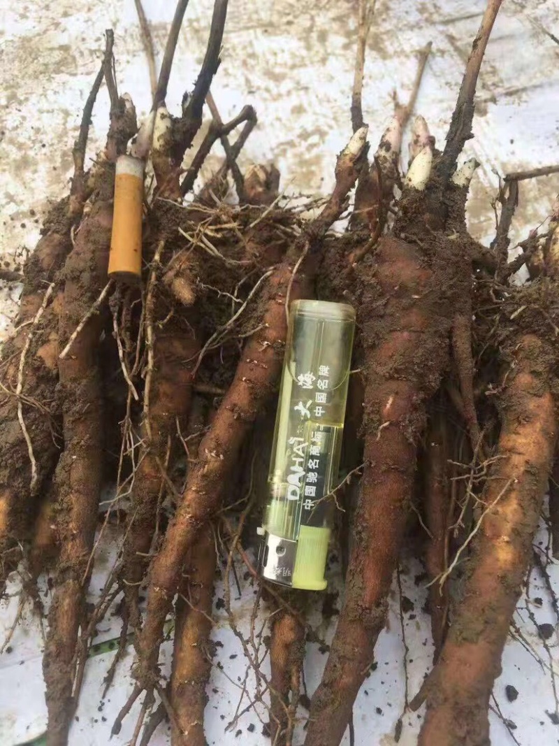 赤芍苗药用芍药苗切花芍药苗一二三年白芍苗