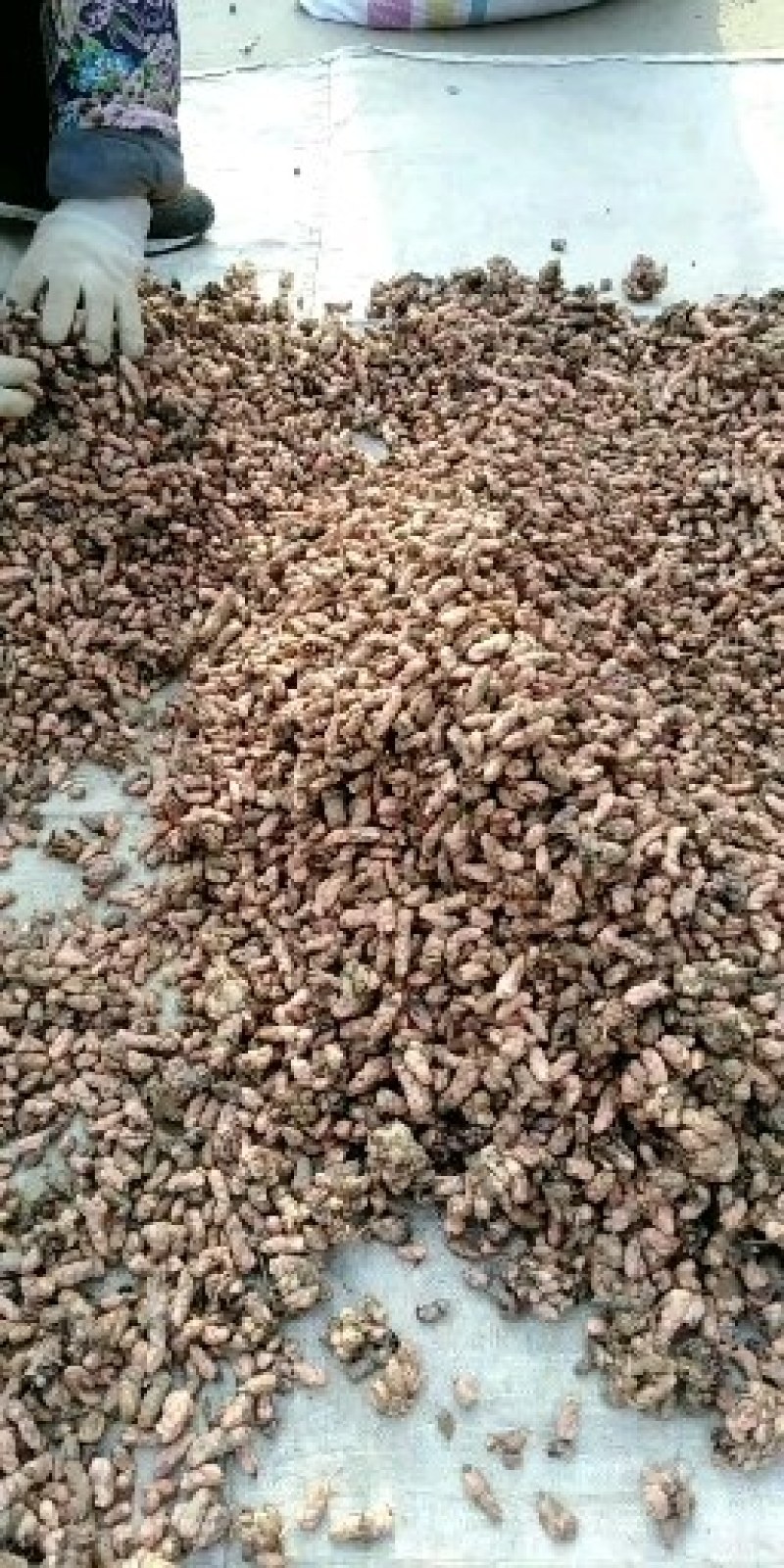 紫叶酢浆草紫叶杂酱草种球紫叶榨酱种球大量批发