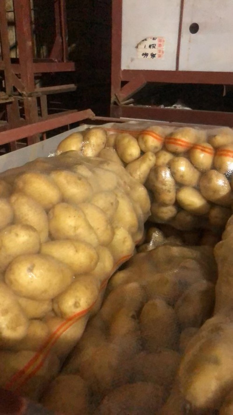 山东大量新鲜荷兰十五土豆，表光好，个头大，无虫大量有货