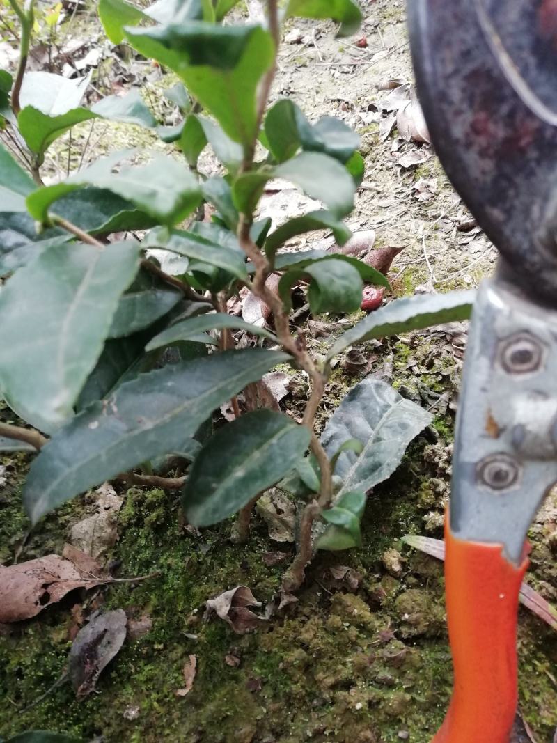 茶苗，龍茶苗，龙形茶苗，拐拐弯弯茶苗