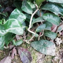 茶苗，龍茶苗，龙形茶苗，拐拐弯弯茶苗