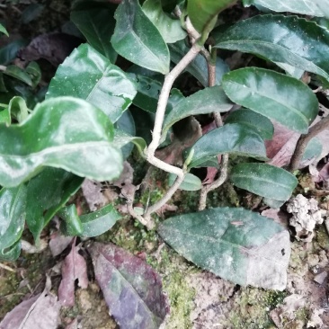 茶苗，龍茶苗，龙形茶苗，拐拐弯弯茶苗