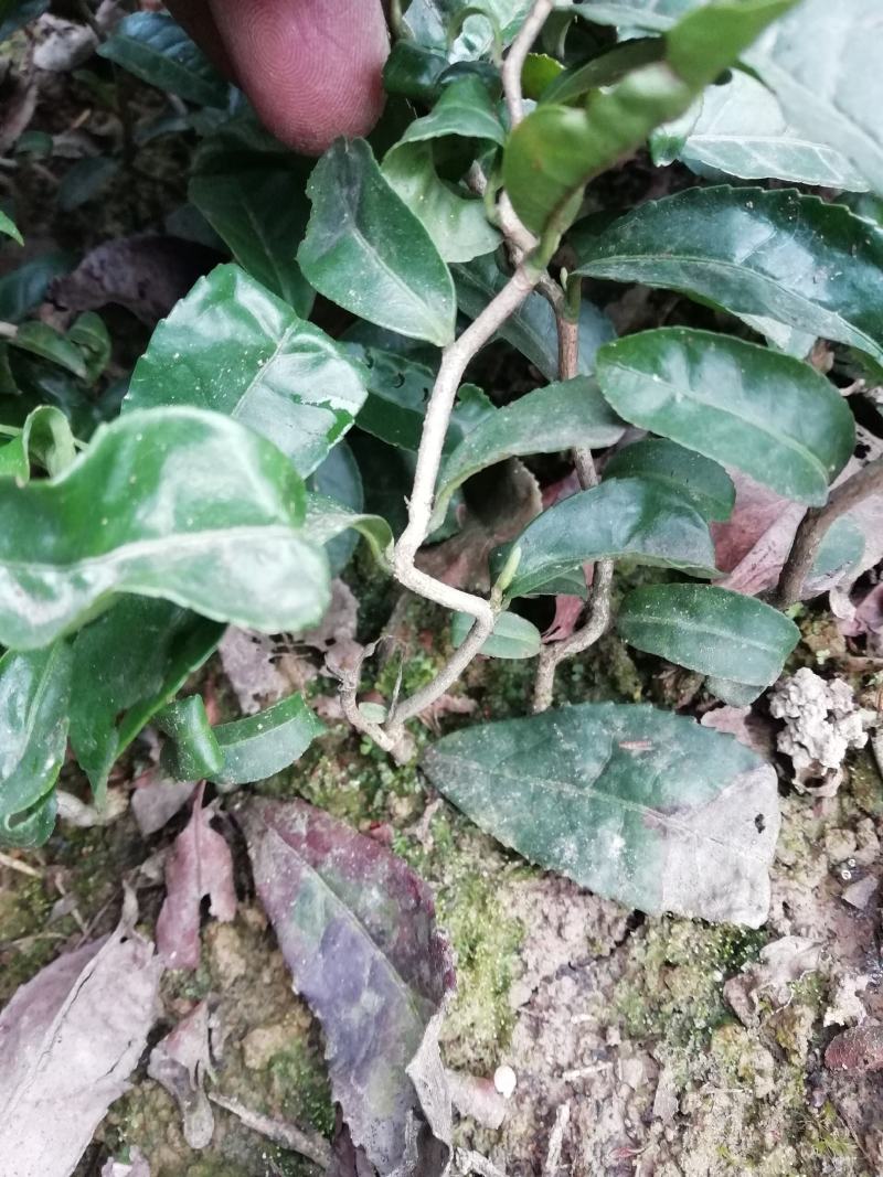 茶苗，龍茶苗，龙形茶苗，拐拐弯弯茶苗