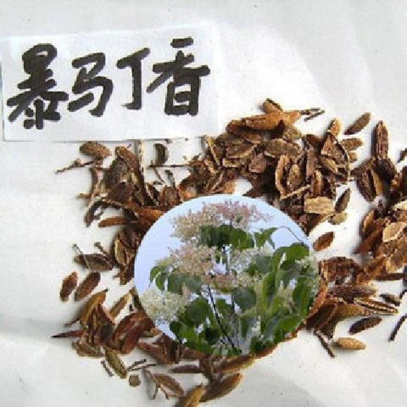 暴马丁香种子园林绿化树苗木种子暴马丁香树种子丁香