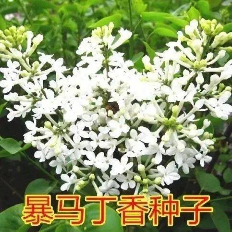 暴马丁香种子园林绿化树苗木种子暴马丁香树种子丁香