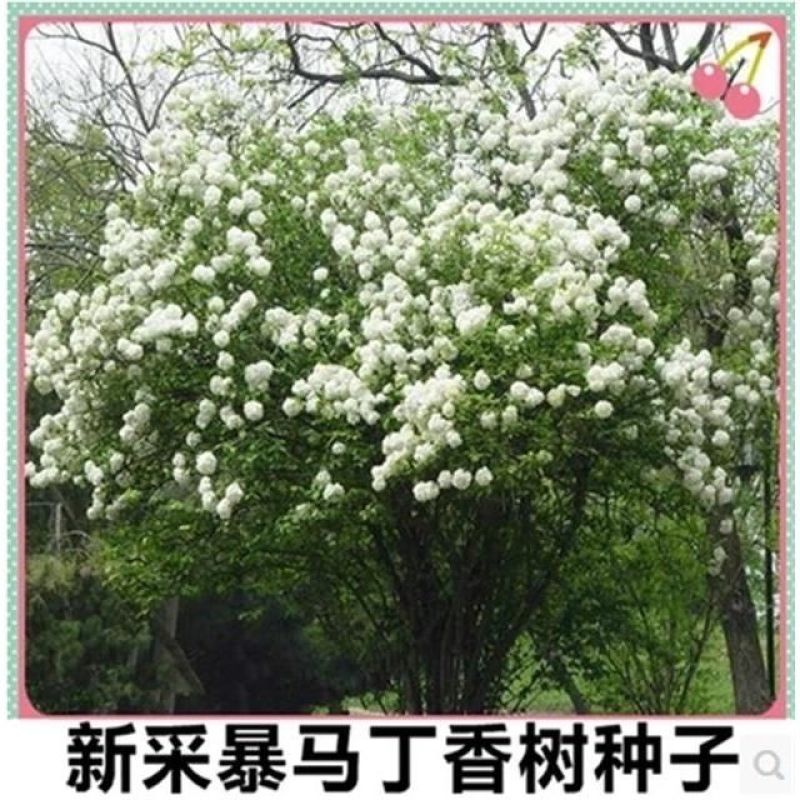 暴马丁香种子园林绿化树苗木种子暴马丁香树种子丁香