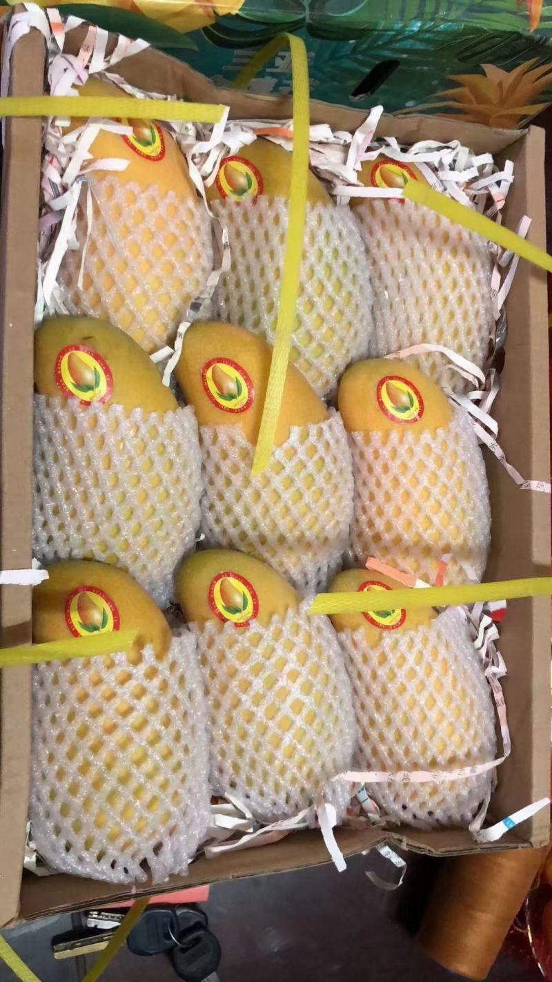 来自北纬18度°海南三亚市-金煌芒果原产地直供