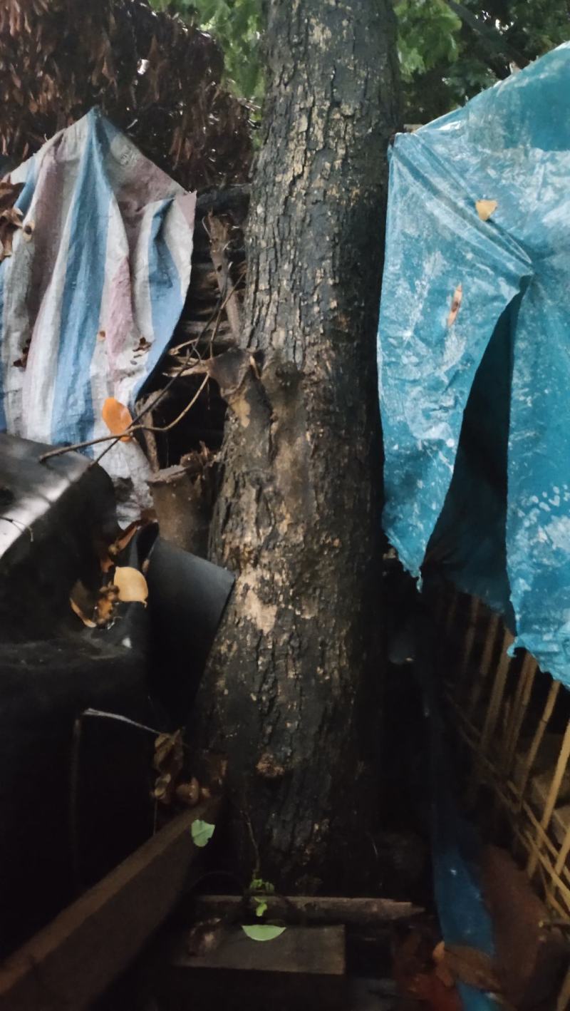 正宗海南黄花梨树，大树