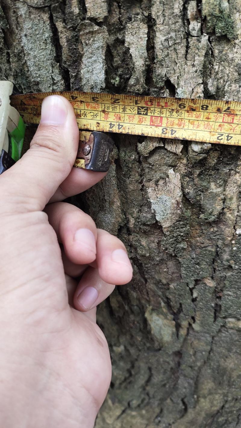 正宗海南黄花梨树，大树