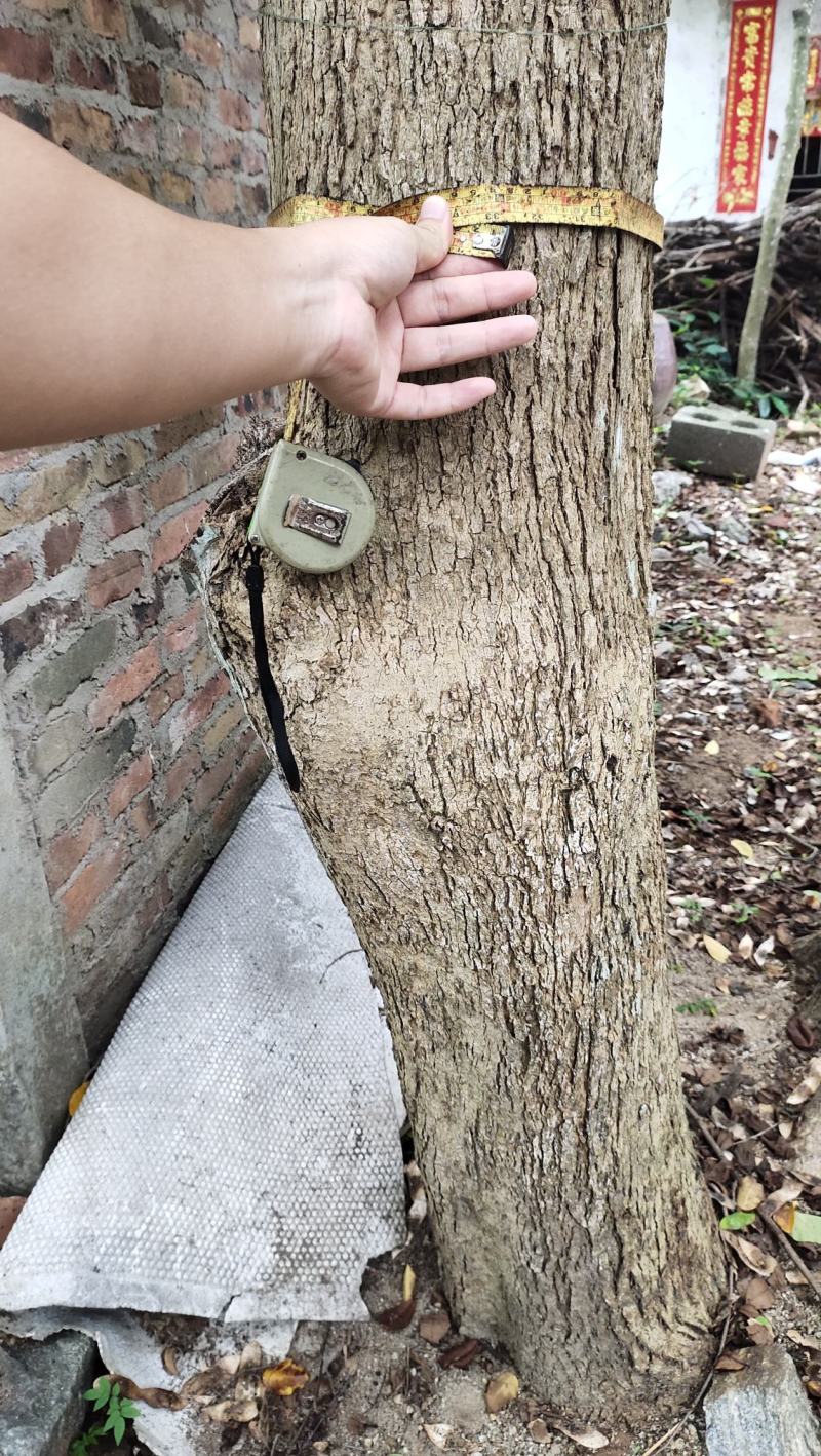正宗海南黄花梨树，大树