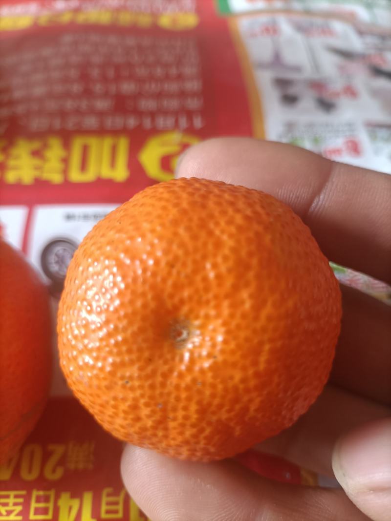 沙糖桔，广西荔浦沙糖桔，专业代收优质正宗沙糖桔，洗果打腊