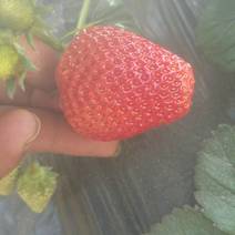 滦州市小马庄镇鸿盛果蔬种植专业合作社红颜99草莓种植基地