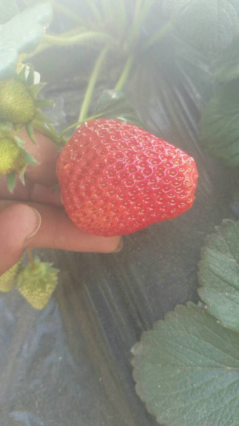 滦州市小马庄镇鸿盛果蔬种植专业合作社红颜99草莓种植基地
