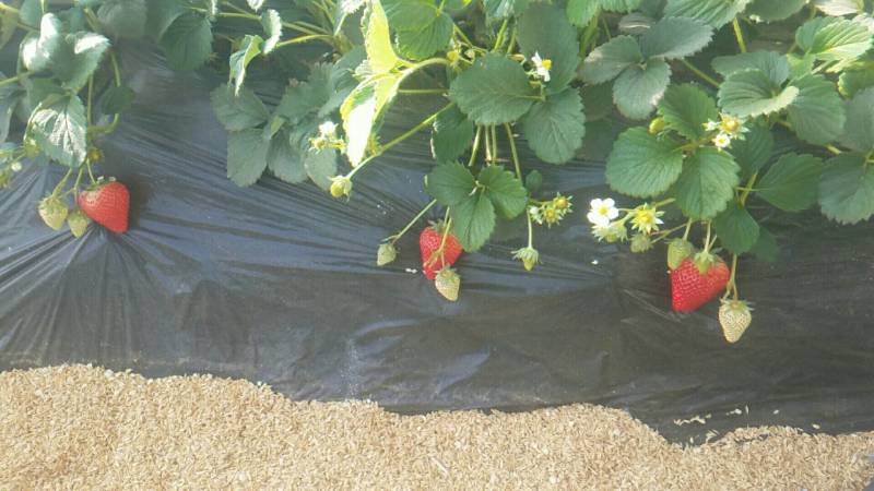 滦州市小马庄镇鸿盛果蔬种植专业合作社红颜99草莓种植基地