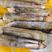 常年批发本地冷冻竹节蛏质量保证一手货源，欢迎选购