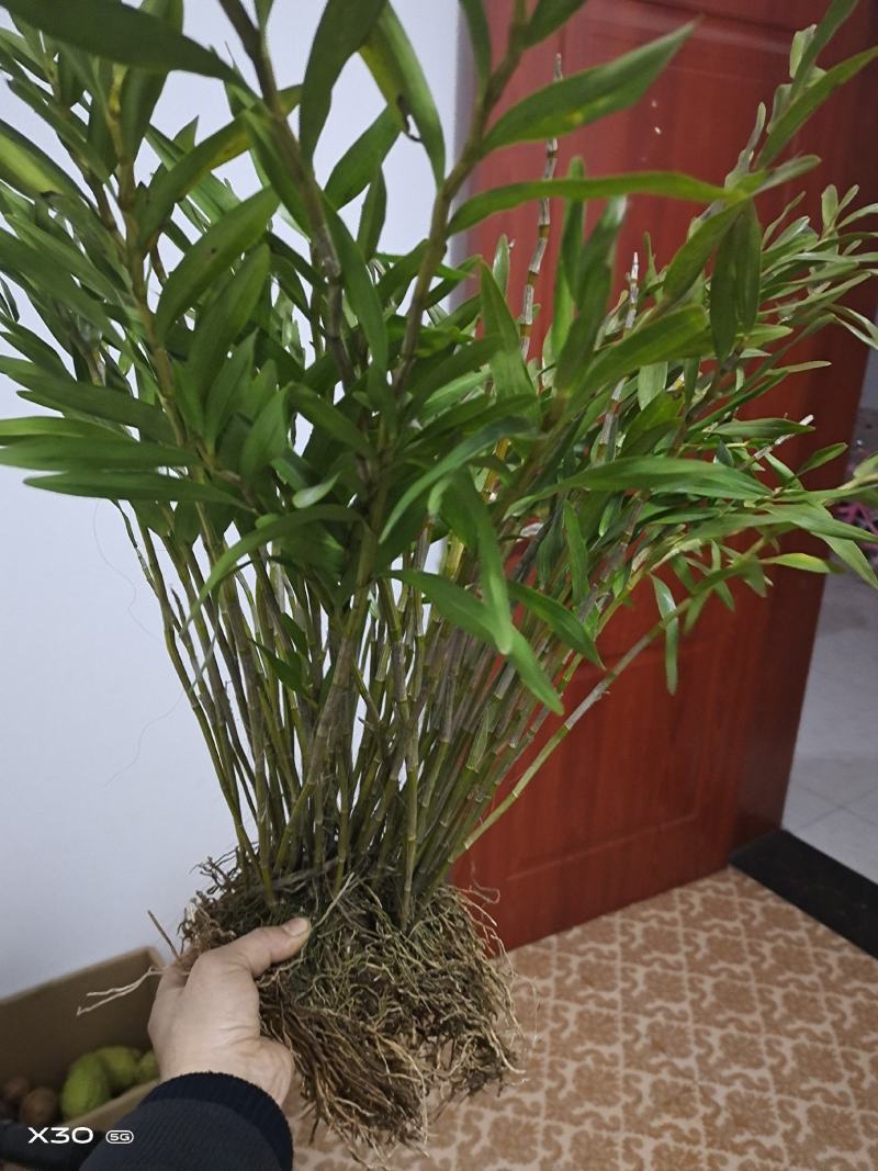 包邮(除偏远地区外)叠鞘石斛苗种植发展，花卉盆景基地直发