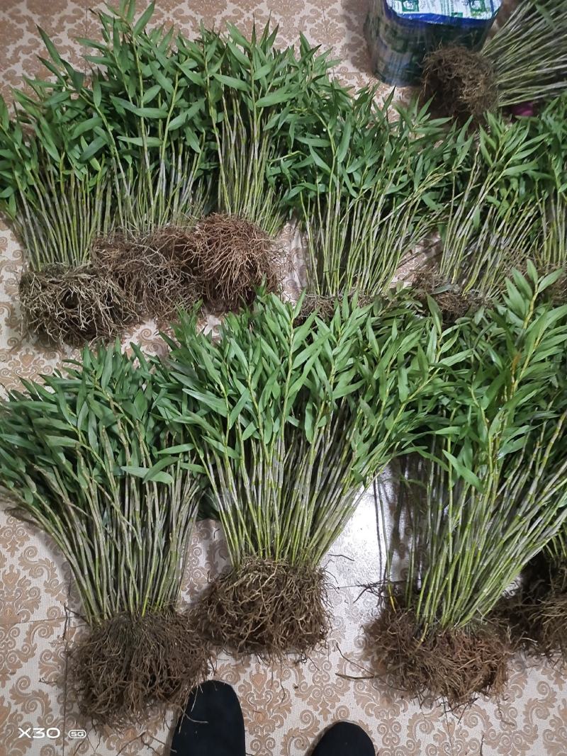 包邮(除偏远地区外)叠鞘石斛苗种植发展，花卉盆景基地直发