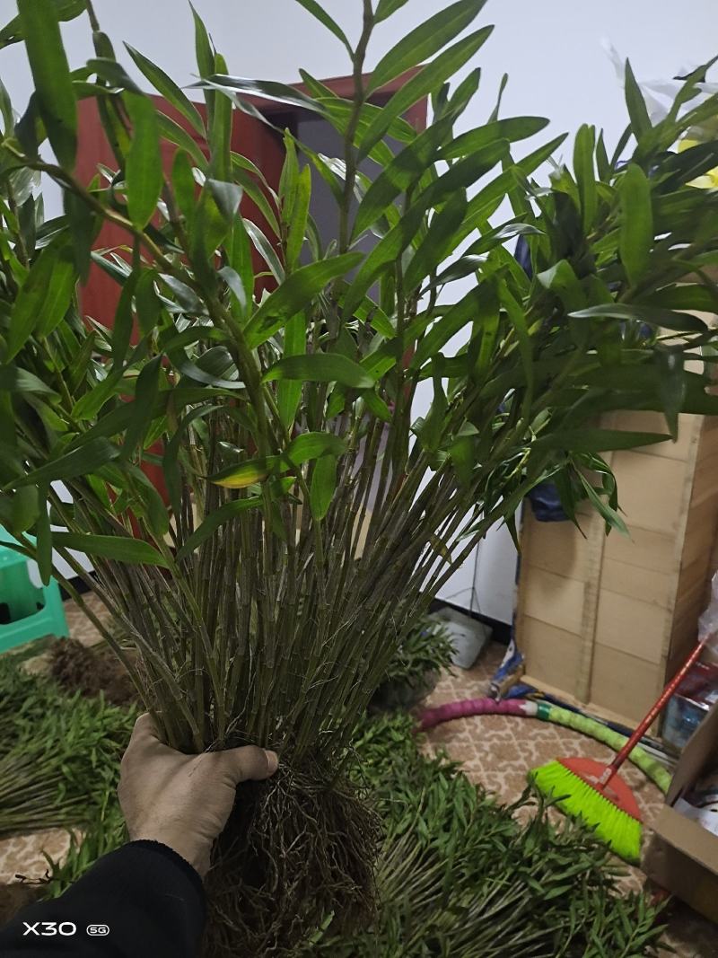 包邮(除偏远地区外)四川叠鞘石斛种苗，种植发展，大量批发