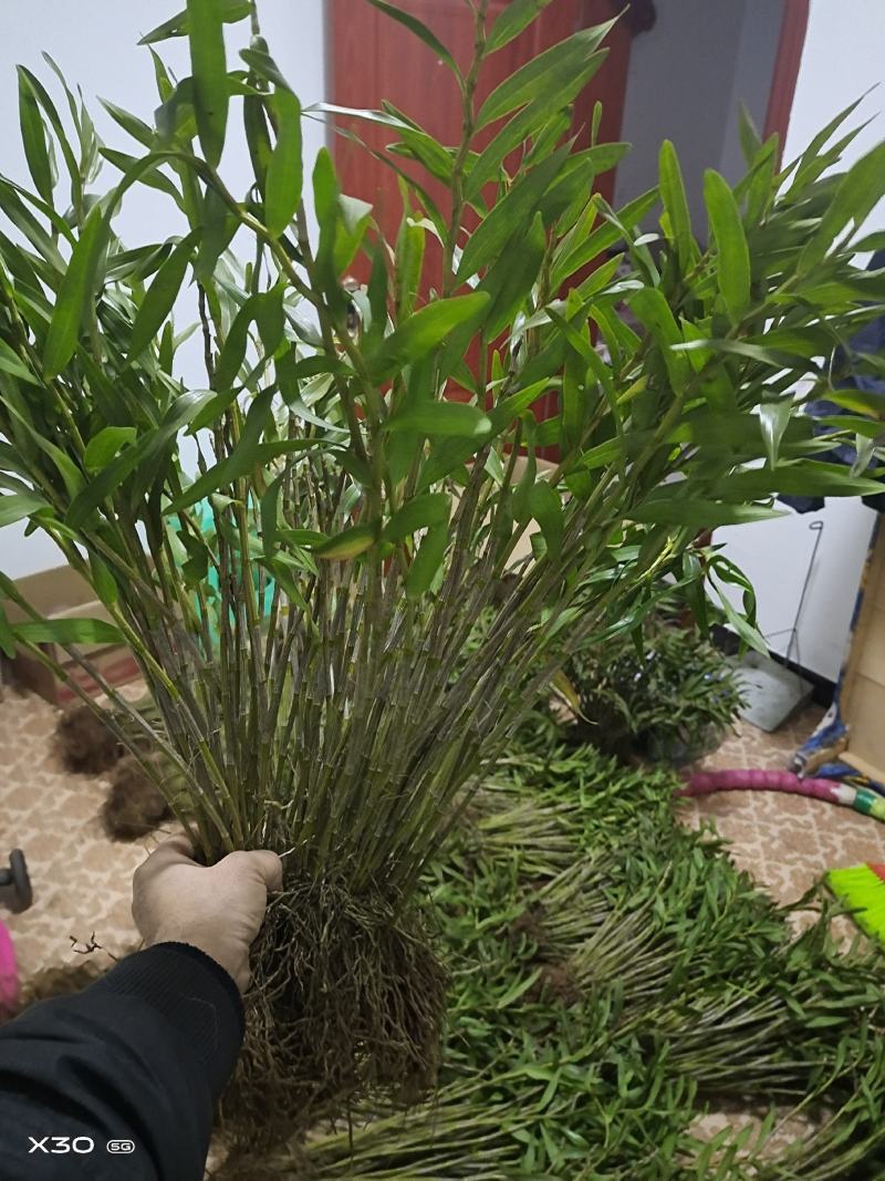 包邮(除偏远地区外)四川叠鞘石斛种苗，种植发展，大量批发