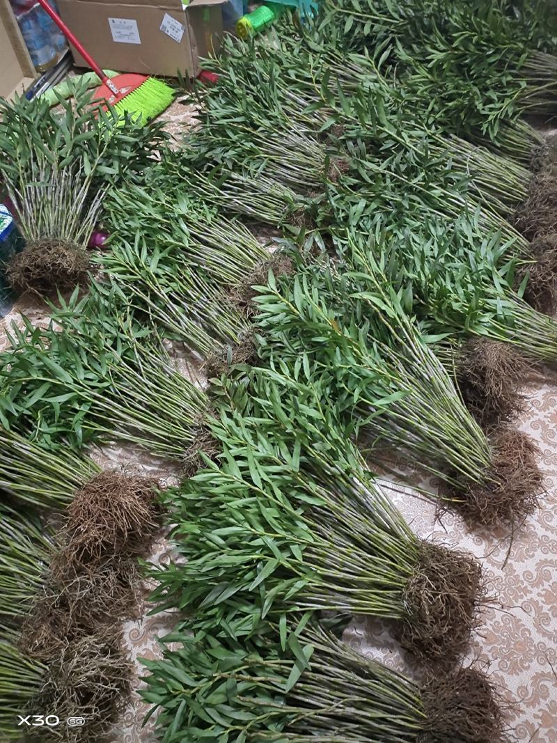 包邮(除偏远地区外)四川叠鞘石斛种苗，种植发展，大量批发