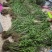 包邮(除偏远地区外)四川叠鞘石斛种苗，种植发展，大量批发