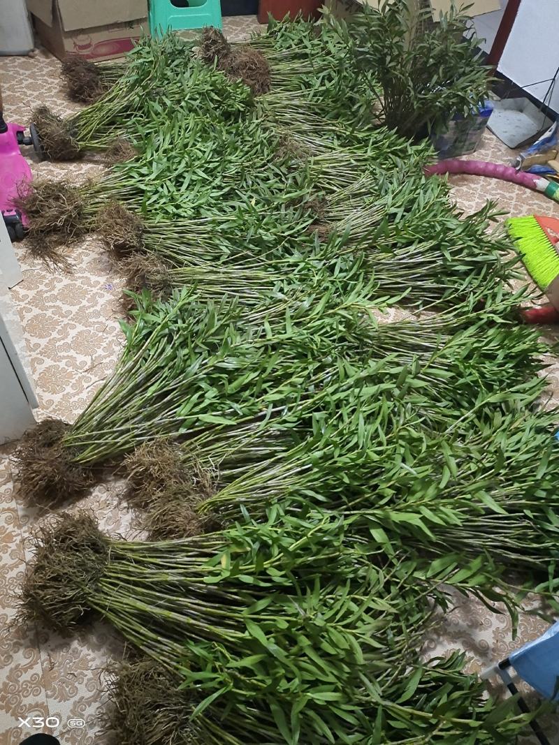 包邮(除偏远地区外)四川叠鞘石斛种苗，种植发展，大量批发