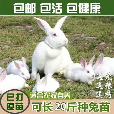 比利时兔苗包邮运输包活新西兰白兔兔子活体大巨型