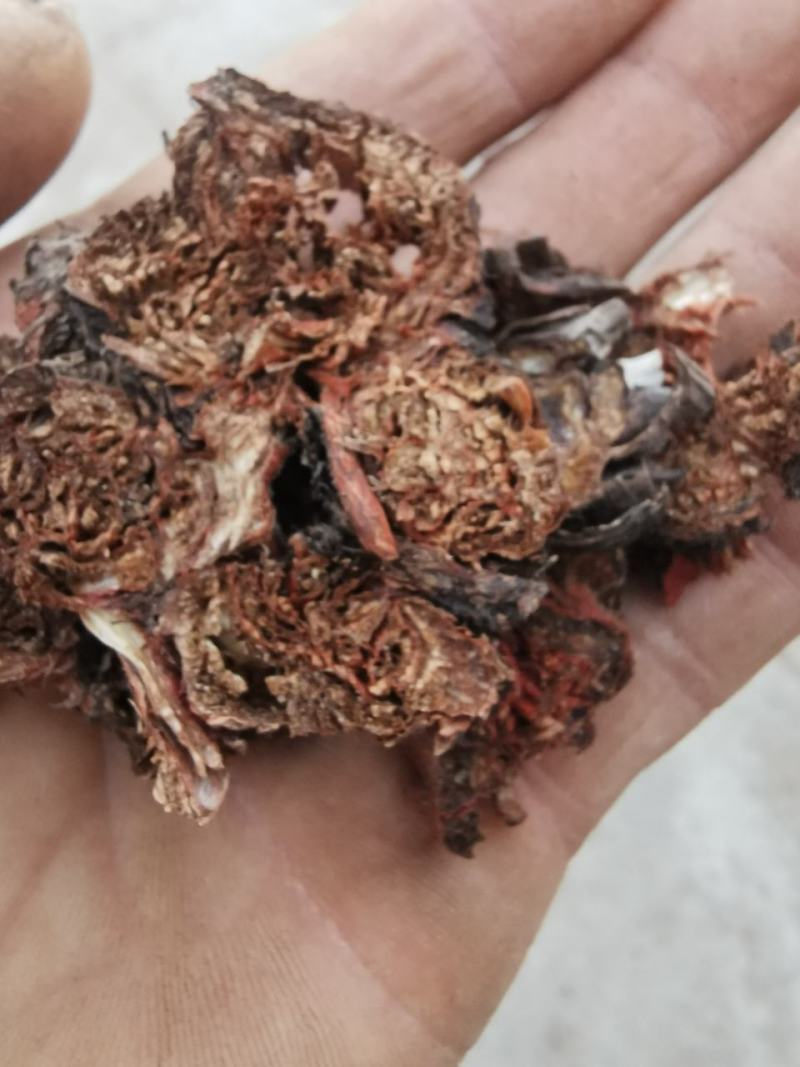 纯野生甘肃丹参丹参片产地直供量大从优质量保证