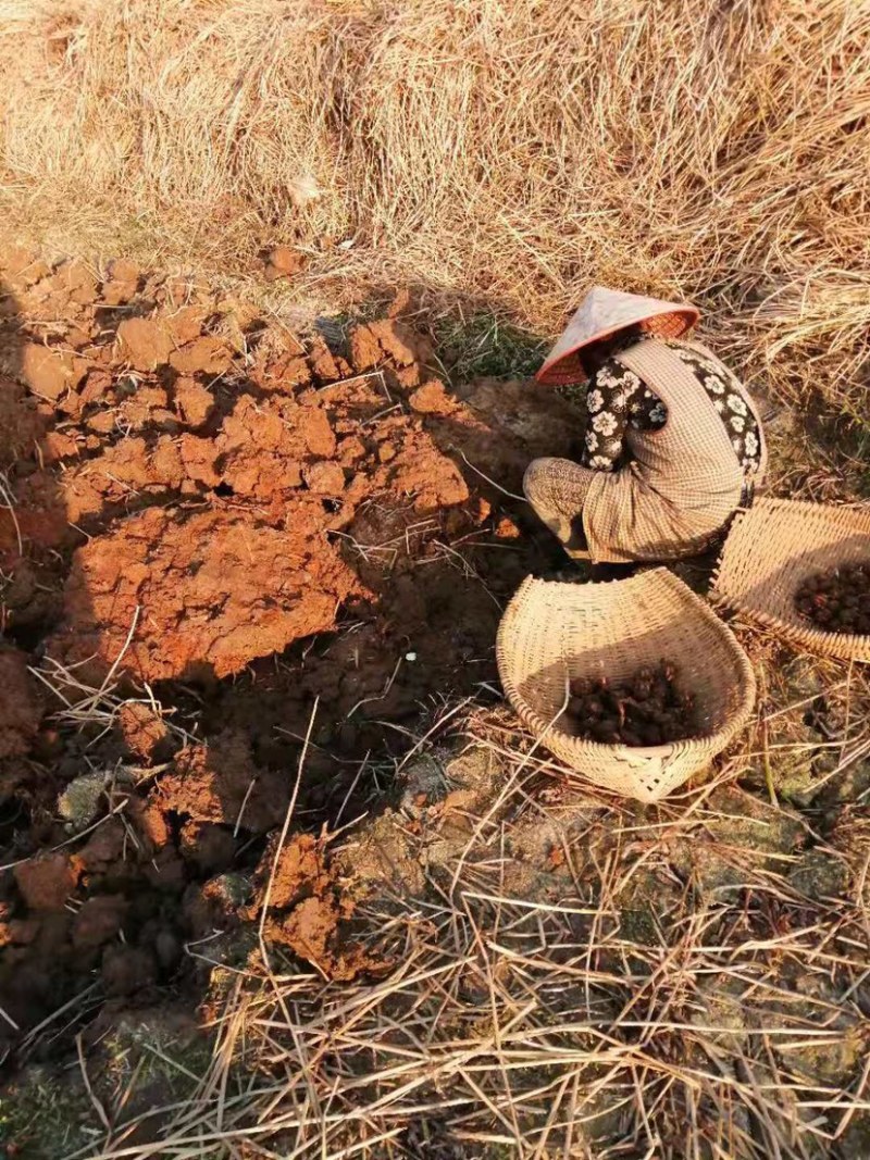 广西产地马蹄，桥圩马蹄批发基地各种规格量大从优