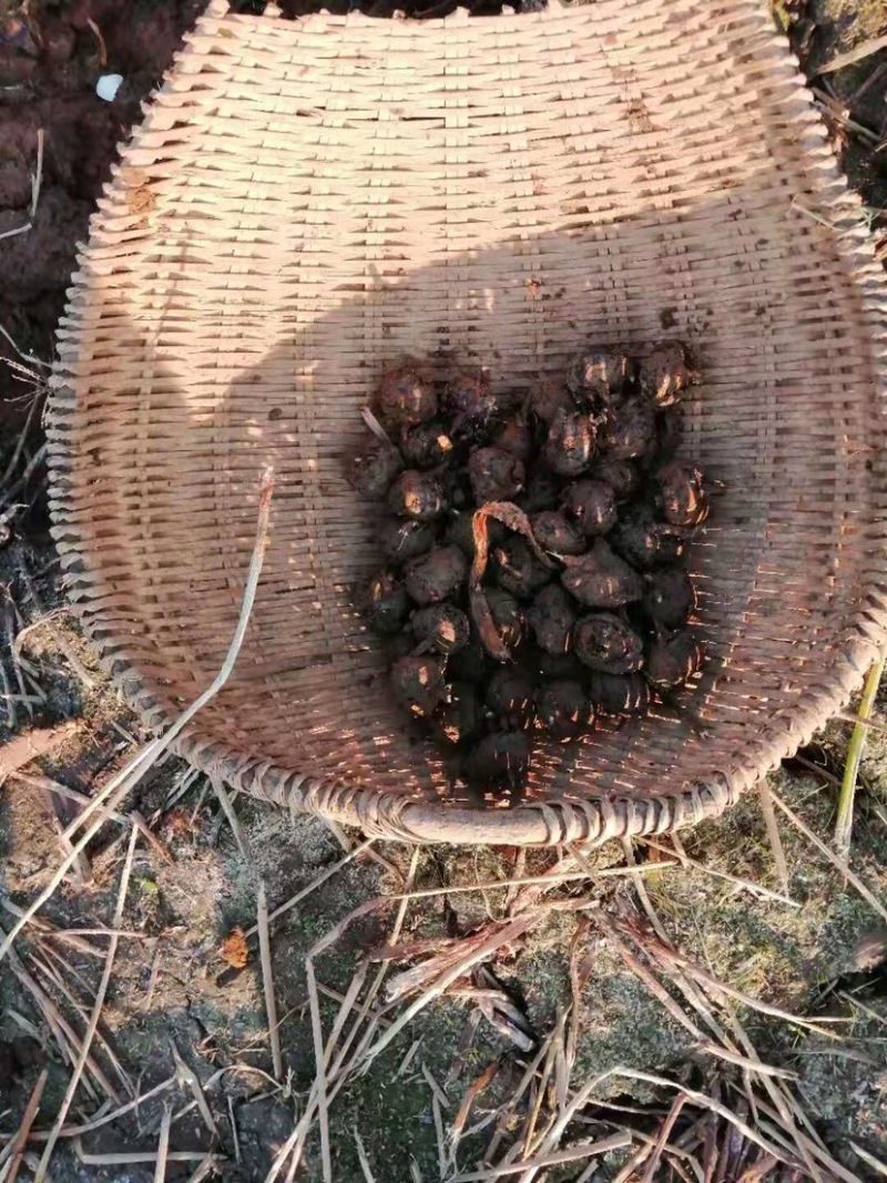 广西产地马蹄，桥圩马蹄批发基地各种规格量大从优