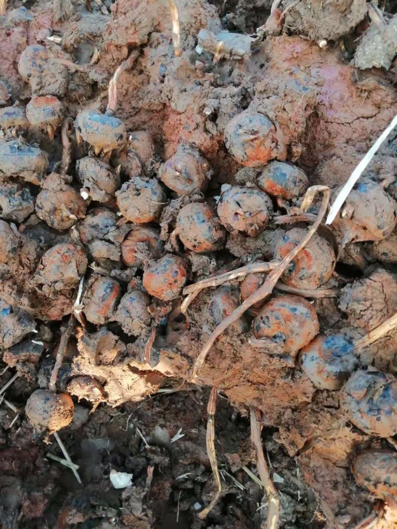 广西产地马蹄，桥圩马蹄批发基地各种规格量大从优