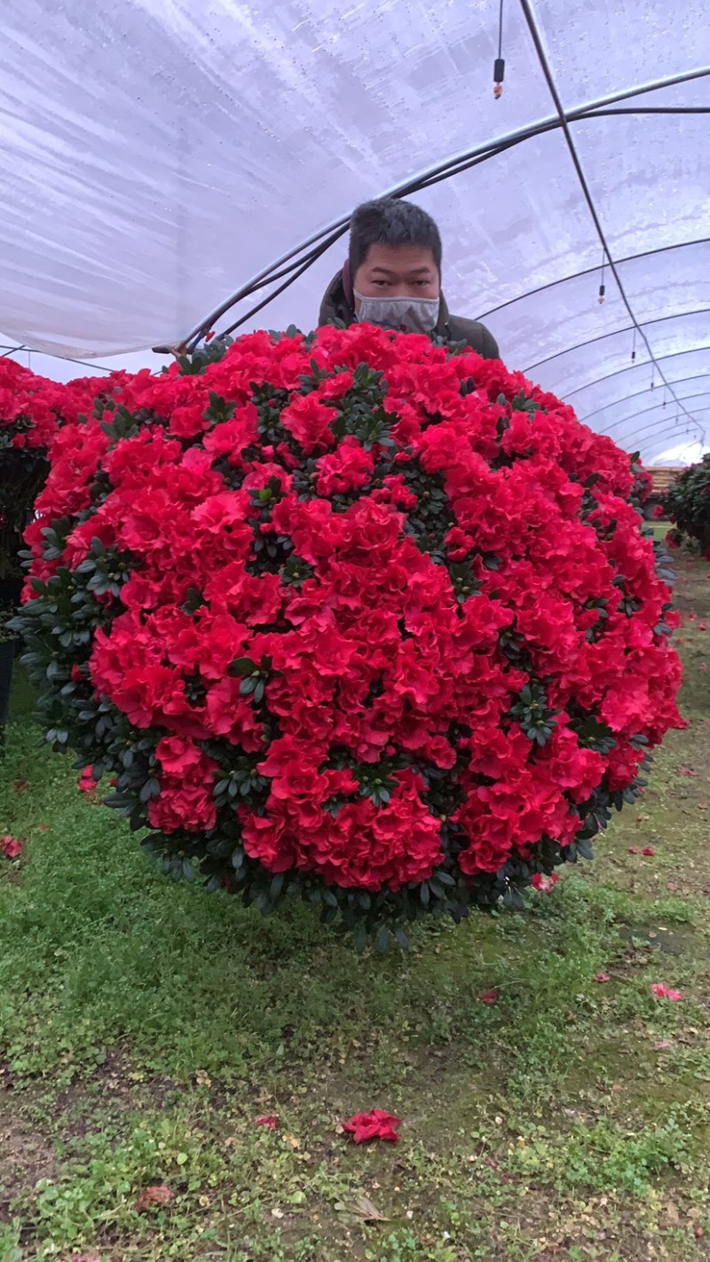 超大颗杜鹃花梅红西玛樱桃红小桃红全国一手批发货源