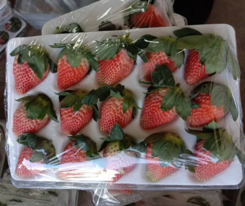 双流冬草莓盒装PT盒透明盒可零售烘焙草莓航空物流夏草莓