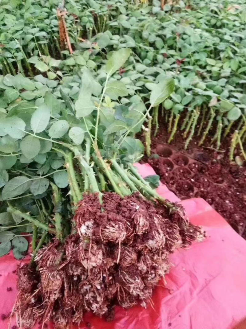大花颜色鲜艳，品质高尚，全国畅销**，价格优惠，基地直发