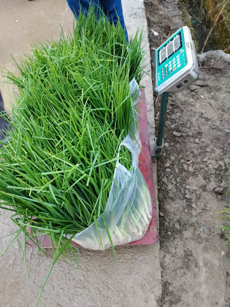 贵州炒菜葱无添加染色剂
