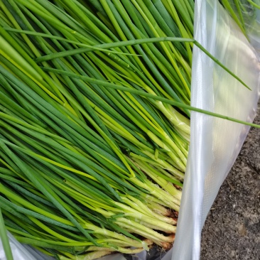 贵州炒菜葱无添加染色剂