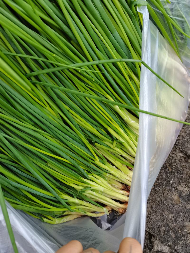 贵州炒菜葱无添加染色剂