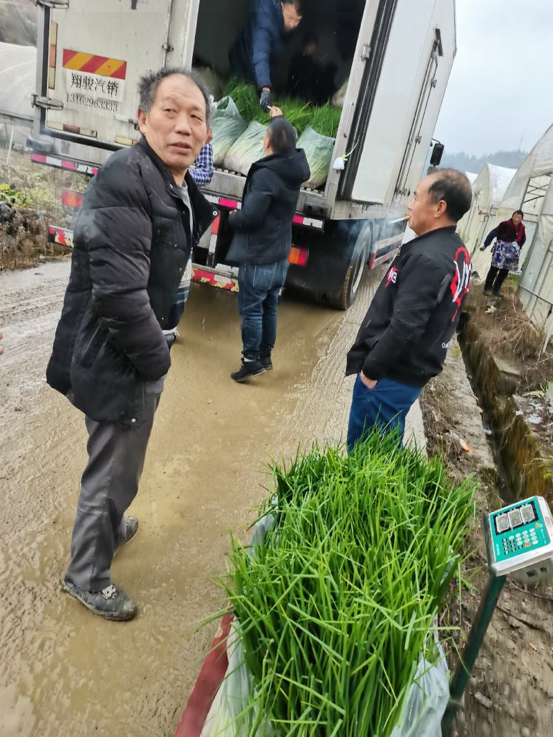 贵州炒菜葱无添加染色剂