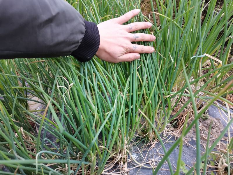 贵州炒菜葱无添加染色剂