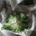 精品苦菊，15～20cm左右，产地直销，诚信为主