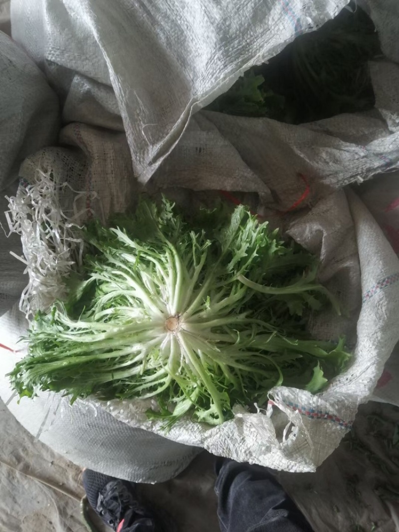 精品苦菊，15～20cm左右，产地直销，诚信为主