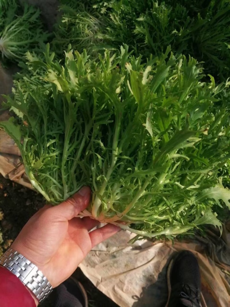 精品苦菊，15～20cm左右，产地直销，诚信为主