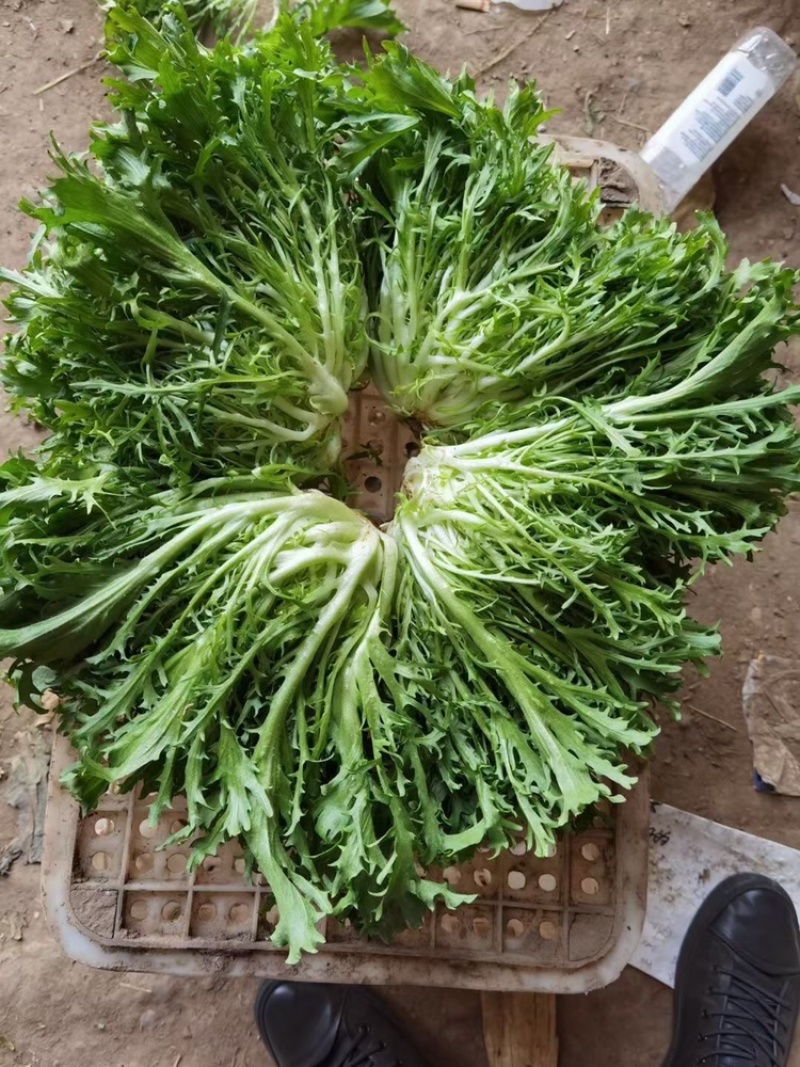 精品苦菊，15～20cm左右，产地直销，诚信为主