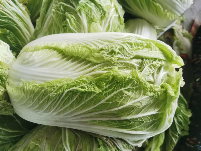 【精品】河南白菜优质黄心白菜4~6斤大量供应中实价实报
